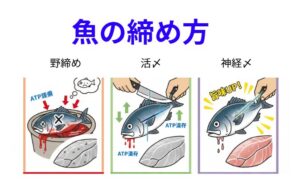 魚の野締め（自然死）、活締め、神経締めでは品質はどう変化する。AIが科学的に解説します。釣太郎