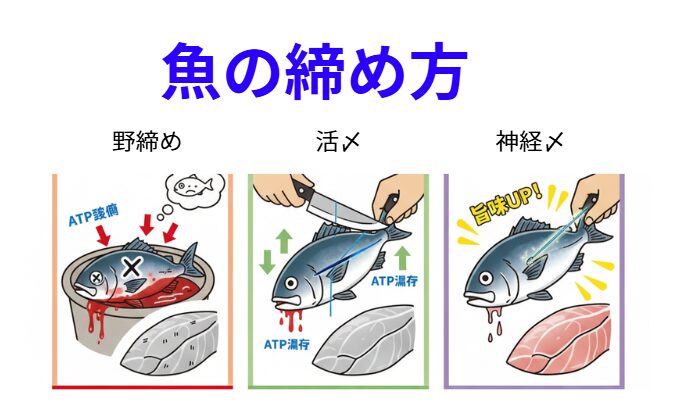 魚の野締め（自然死）、活締め、神経締めでは品質はどう変化する。AIが科学的に解説します。釣太郎