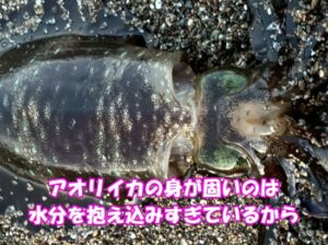 アオリイカは「水分をたくさん抱えているからこそ、管理次第で魚以上にジューシーで甘みが爆発」するイカの王様。釣太郎