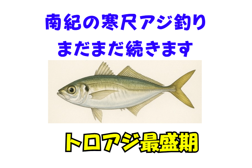 南紀のトロアジが最盛期に入っています。寒尺アジ釣りまだまだ続きます。釣太郎