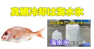 マダイ保存のおすすめは海水氷科学比較データから、海水氷は真水氷より冷却効率、鮮度保持、棚寿命で優位。釣太郎