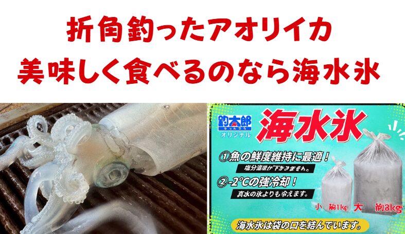 アオリイカは普通氷より海水氷で冷やした方が圧倒的に美味しい。釣太郎