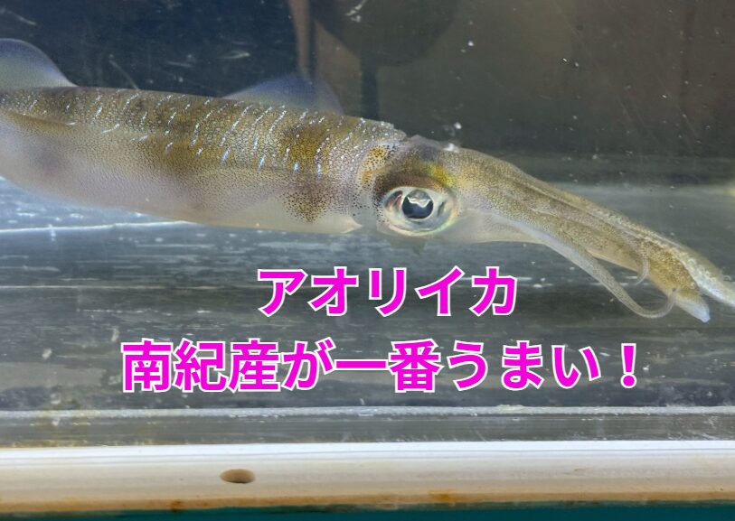 南紀のアオリイカがうまい理由は、① 黒潮直撃海域② エサが豊富③ 水温安定④ 地形最強⑤ 強い個体が残る⑥ 扱いが丁寧。この6点。釣太郎