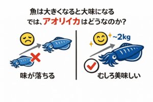 魚は大きくなる・アオリイカは1kg〜2kgまでは味が伸びる・2kg超えは調理次第で評価が分かれる・刺身のピークは1kg前後。釣太郎
