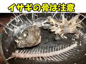 イサキ（イサギ）は美味しい魚だが、骨は喉に刺さると危険と昔から言われ続けてきた。釣太郎