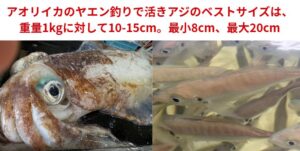 アオリイカのヤエン釣りで活きアジのベストサイズは、重量1kgに対して10-15cm。最小8cm、最大20cmが目安です。釣太郎