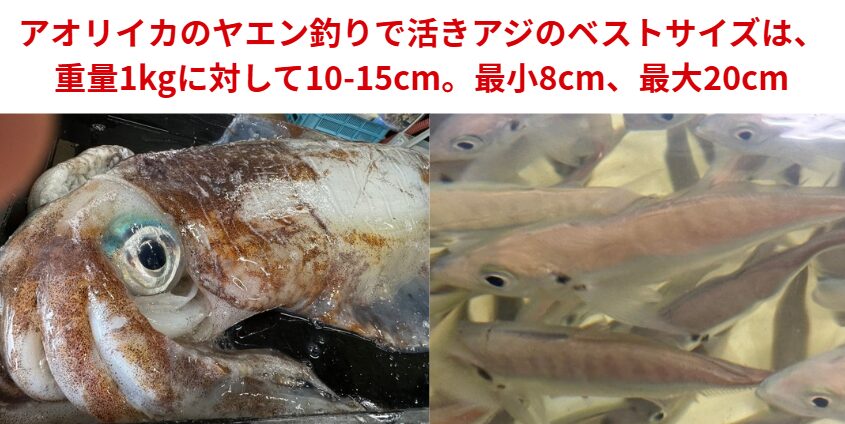 アオリイカのヤエン釣りで活きアジのベストサイズは、重量1kgに対して10-15cm。最小8cm、最大20cmが目安です。釣太郎