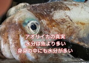 アオリイカの真実✅ 水分は魚より多い✅ 身の割合は少なめ✅ 身の中にも水分が多い✅ 壊れると一気に劣化✅ 管理次第で最高級になる。釣太郎