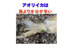 アオリイカ、水っぽくなる原因は、 すべて管理ミス・真水NG・海水氷必須・温度管理 ・締め処理・冷凍管理。釣太郎