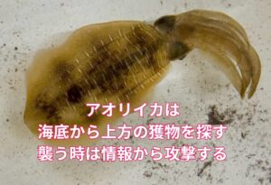 アオリイカは海底から上方の獲物を探す。襲う時は情報から攻撃する。釣太郎