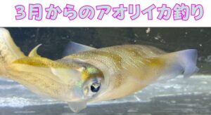 南紀の3月〜春は、全国トップクラスの大型親イカが狙える夢のシーズン。釣太郎