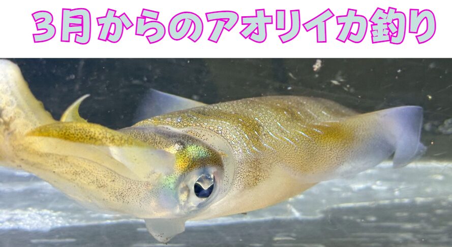 南紀の3月〜春は、全国トップクラスの大型親イカが狙える夢のシーズン。釣太郎