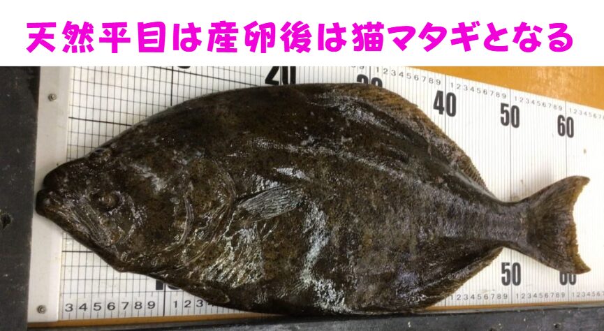 産卵後の天然平目は、猫マタギと言われる。釣太郎