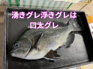 湧きグレ・浮きグレの主役は「口太グレ」！冬の攻略ガイド。フカセ釣り入門。釣太郎