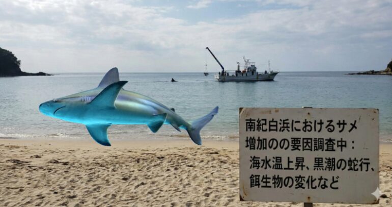 サメは海の掃除屋、釣れている証拠でもある。南紀白浜でサメが出るのは ・魚が多い・水温が高い ・潮が動いているという好条件の証拠でもあります。釣太郎