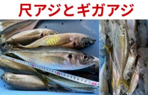 2月23日月曜日建国記念日南紀の尺アジ釣りは最終章へ。今朝は尺アジと共にギガアジも水揚げされています。釣太郎