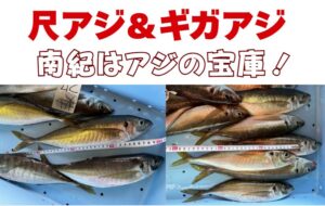 連日水揚げされている尺アジとギガアジ。南紀のアジはブランドですが、質だけでなく量もピカ一。釣太郎
