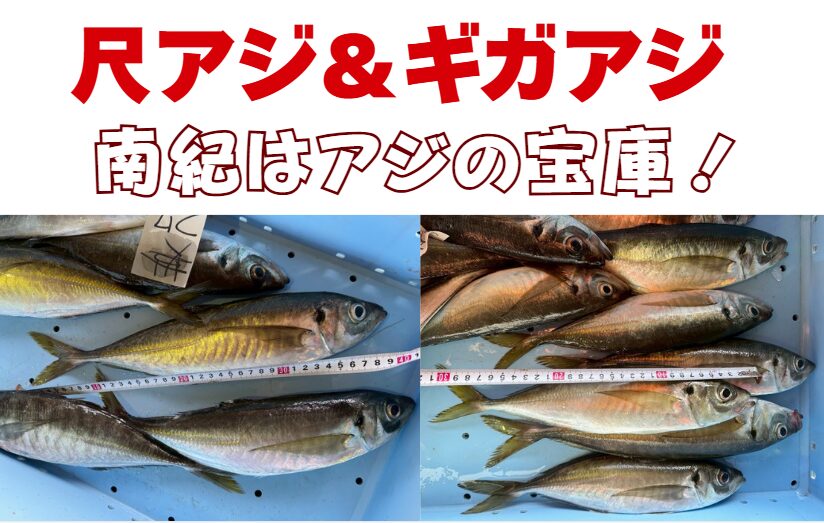 連日水揚げされている尺アジとギガアジ。南紀のアジはブランドですが、質だけでなく量もピカ一。釣太郎