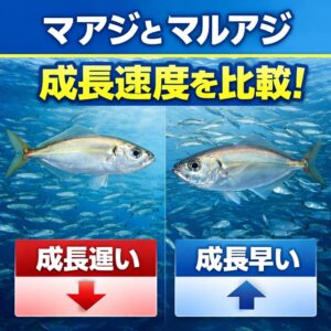 尺アジ（30cm超）になるまでの時間がマアジの方が短い。マルアジは1年目で少し速く育つけど、2年目以降はマアジに抜かれる。釣太郎