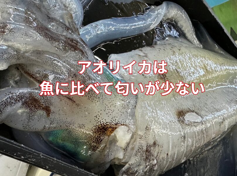 アオリイカは・血が少ない・内臓が独立している ・表皮に粘液が少ない ・腐敗臭が出にくい成分構成。釣太郎