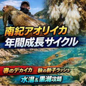 南紀アオリイカは、春 産卵大型狙い、秋 数釣り新子、冬 生き残り個体。という循環を毎年繰り返しています。釣太郎