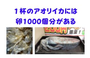 釣り上げたアオリイカを逆算すると、そこには1,000個の命（卵）のリレーが存在しました。釣太郎