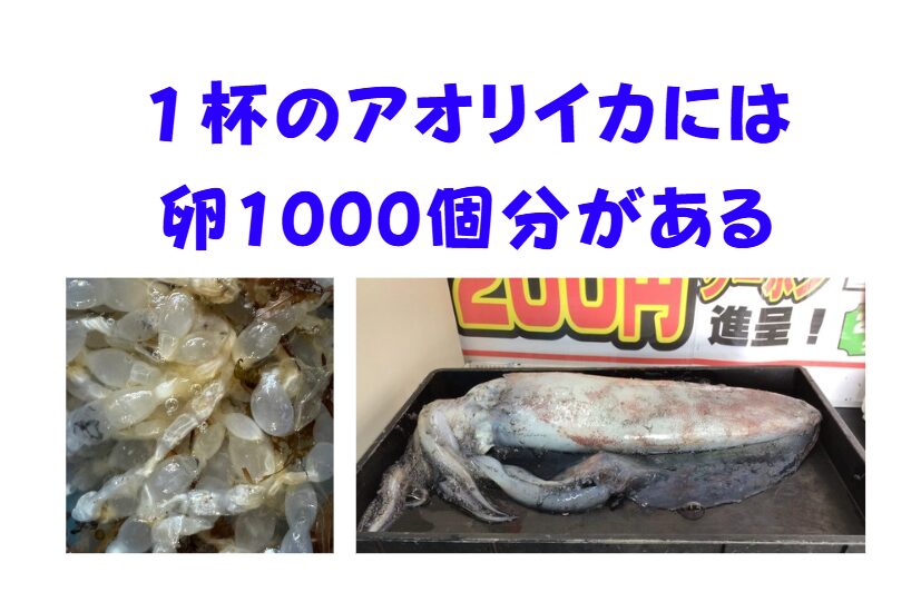 釣り上げたアオリイカを逆算すると、そこには1,000個の命（卵）のリレーが存在しました。釣太郎
