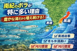 南紀にボラが多い理由は偶然ではありません。 黒潮接岸、河川栄養、湾内地形、水温安定、高い生存率。これらが重なり、日本トップクラスの密度になります。釣太郎