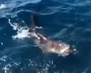 釣った魚（メンドリ、オジサン）を一口で食べるサメ。南紀の釣り一場面紹介。釣太郎