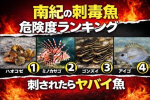 南紀の刺毒魚の危険度。 1位 ハオコゼ2位 ミノカサゴ3位 ゴンズイ4位 アイゴ5位 オニオコゼ。釣太郎