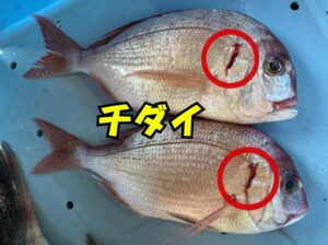 真鯛に似たチダイ。エラに血が滲んでいる。 尻尾の縁が黒くない。 おでこが出ている。釣太郎