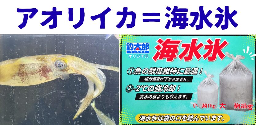 海水氷は・浸透圧一致 ・旨味流出防止・細胞保護・臭い抑制。アオリイカに最適です。釣太郎