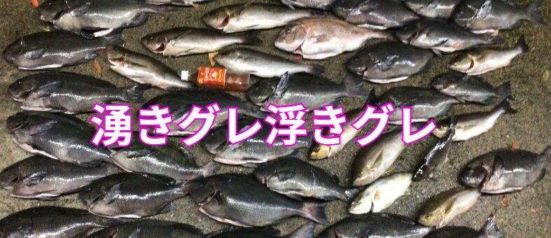 浮きグレとは、 グレが自然に（またはコマセの影響で）水面スレスレまで浮上して、群れでプカプカしている状態。釣太郎