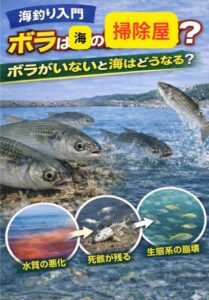 ボラは・海底を掃除する魚・栄養循環の中心・食物連鎖を支える存在・大型魚のエサ・海の健康状態の指標。つまり 海にとっては非常に重要な魚。釣太郎