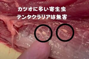 カツオ「寄生虫がいないと不味い」は都市伝説。釣太郎