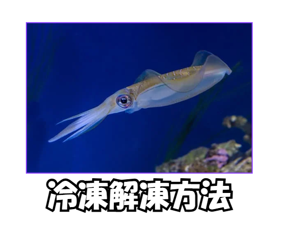 釣ったアオリイカ、ベストな冷凍＆解凍方法紹介。釣太郎