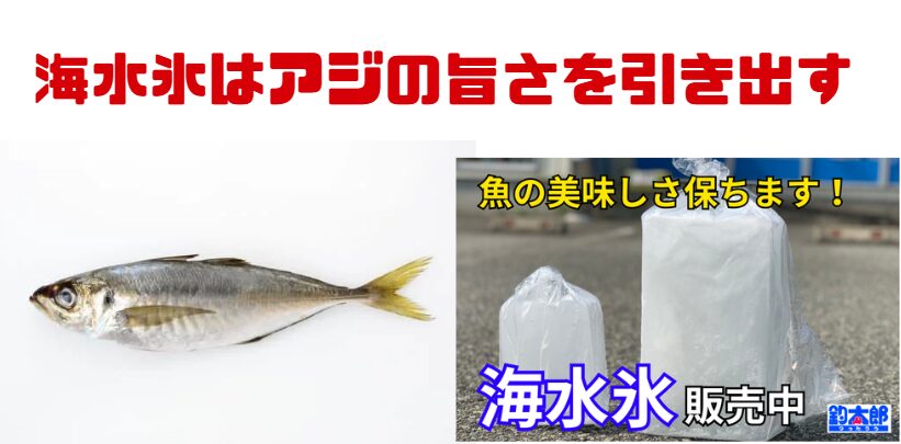 海水氷はアジの美味しい差を引き出す。釣太郎