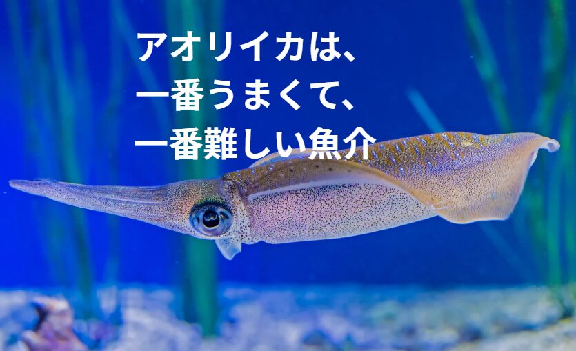 アオリイカは、一番うまくて、一番難しい魚介。雑に扱えば三流。 丁寧に扱えば超一流。釣太郎
