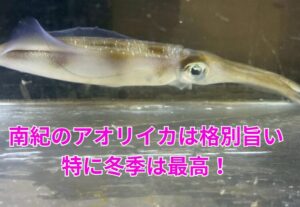 南紀産アオリイカが冬に最高と言われる理由は、科学的にも釣果的にも納得の“旨味のピーク”にあります。釣太郎