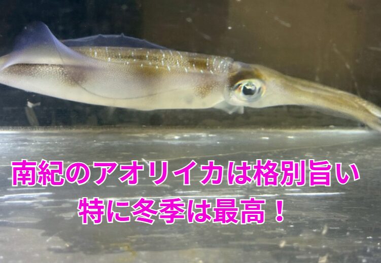 南紀産アオリイカが冬に最高と言われる理由は、科学的にも釣果的にも納得の“旨味のピーク”にあります。釣太郎