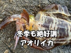 アオリイカ釣り冬季も絶好調です。和歌山南紀釣太郎