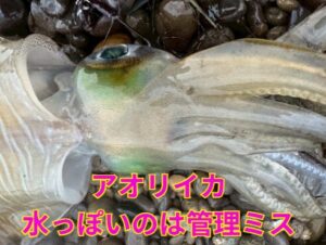 アオリイカが「水っぽい」のは管理ミスです。水分を制する者が最高級の味を手にします。釣太郎