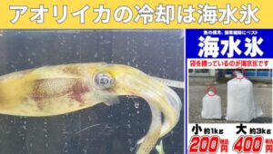 アオリイカ冷却は普通凝りではなく海水氷がベスト。これだけで美味しさが確実に増します。釣太郎