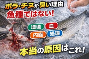 ボラ・チヌが臭い理由は魚種ではなく・環境・血・内臓・処理方法によるもの。臭い対策は・血抜き → 約40％減・海水氷 → 約40％減・塩締め → 約20％減。釣太郎