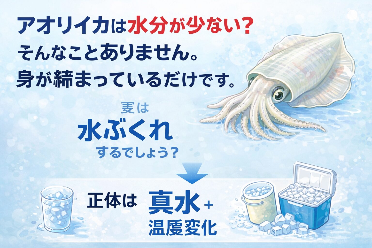 アオリイカは水分が少ないわけではない・筋肉が強く、締まっているだけ・真水と温度変化で水ぶくれする。釣太郎