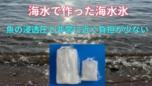 海水魚冷却なら、水道水で作った氷より海水で作った海水氷がいい。釣太郎
