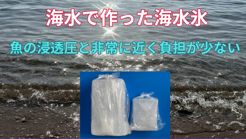 海水魚冷却なら、水道水で作った氷より海水で作った海水氷がいい。釣太郎