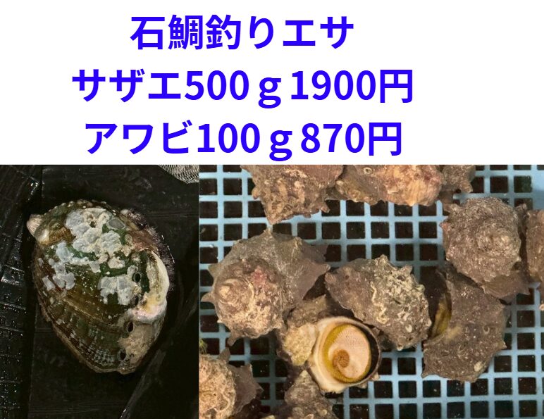 晩冬の南紀石鯛釣りはエサ選びがすべてです。・大型狙い → サザエ・食い渋り → アワビ.釣太郎