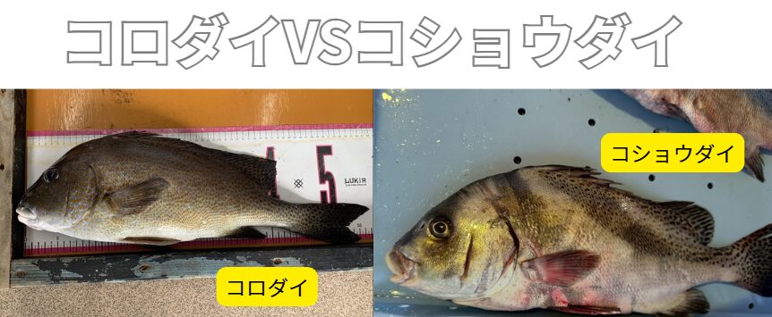 コロダイとコショウダイは同じ仲間でイサキ科。コショウダイのほうが市場は値は高い。釣太郎