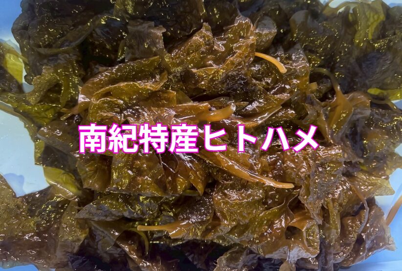 【南紀特産】海藻「ヒトハメ（ヒロメ）」のご紹介。釣太郎